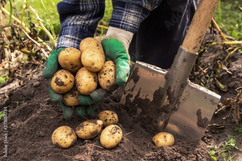 Farmer hands harvesting organic potatoes harvest with shovel in garden
