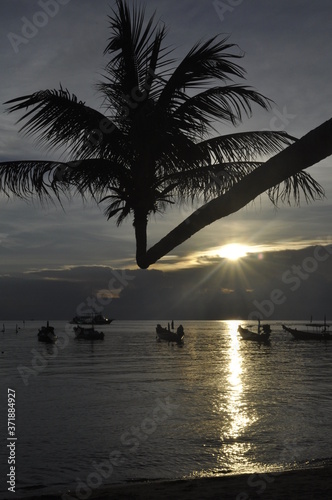 An odd-shaped palm silhouetted by the sun setting over Koh Tao beach