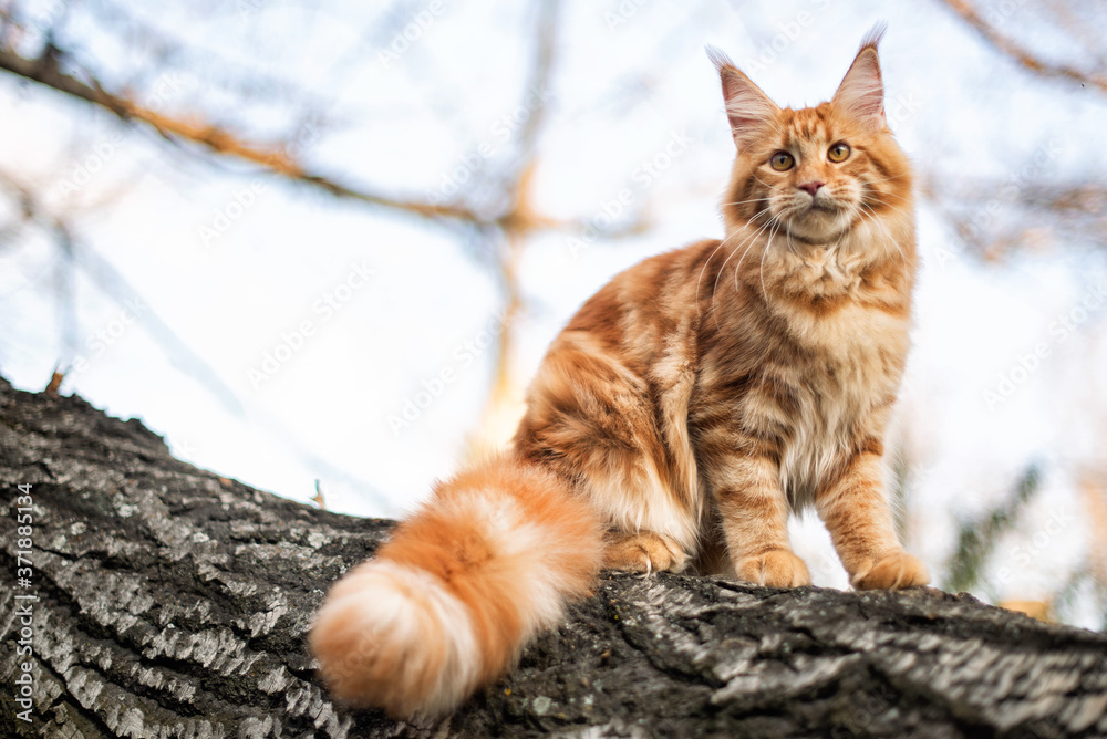 A big maine coon kitten sitting on a tree in a forest in summer.