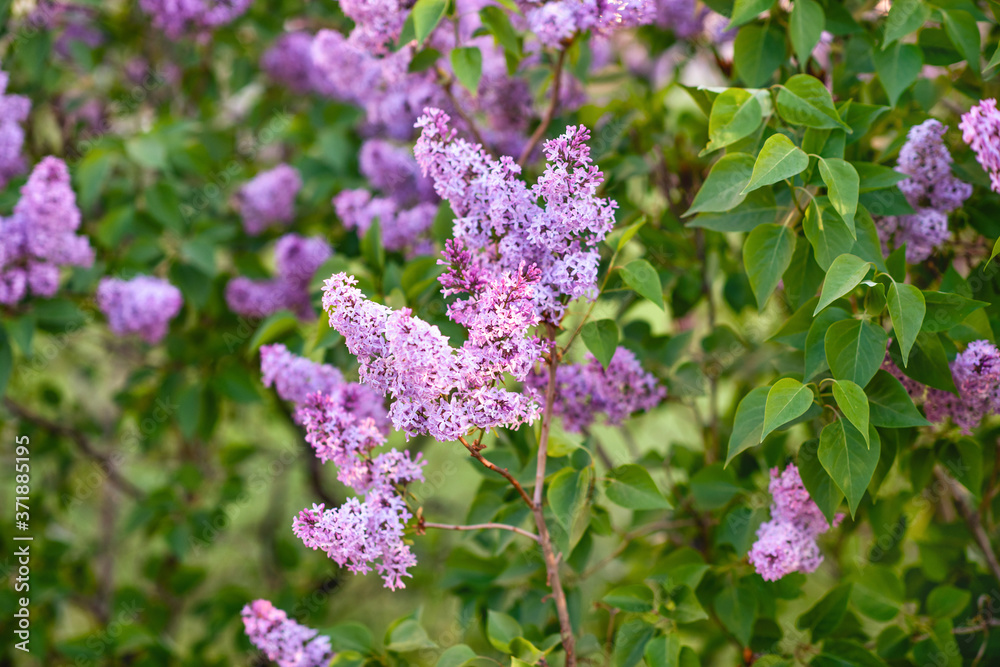 Obraz premium Bushes of blooming lilac in spring in garden.