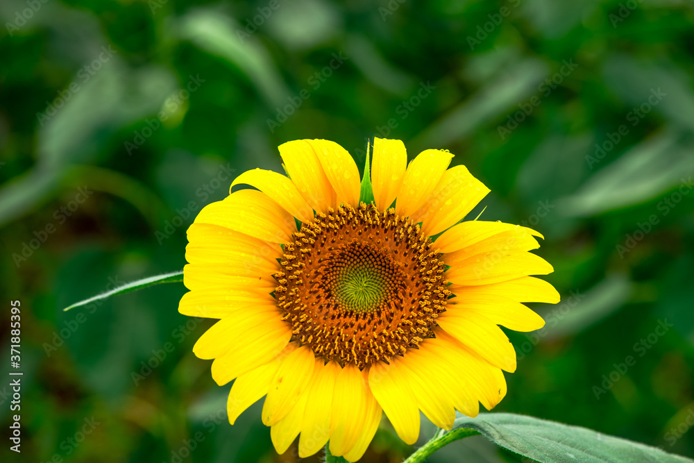 Fototapeta premium 三光佐知のひまわり