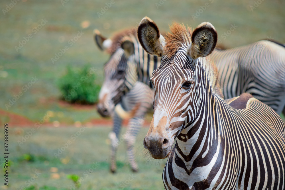 Fototapeta premium Zebras in the zoo