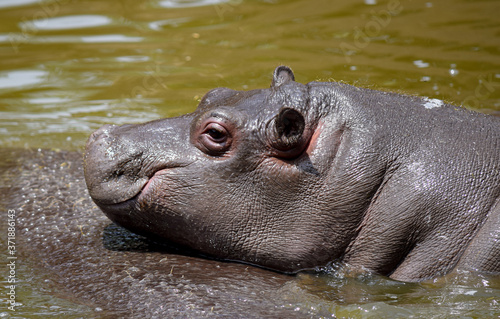 Baby and cute Hippo