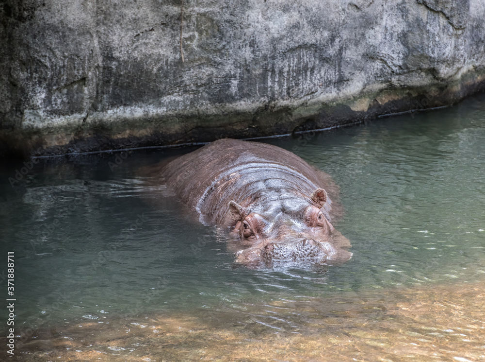 Fototapeta premium One big hippopotamus in the water