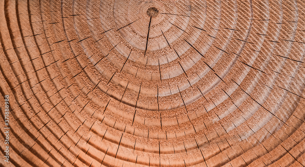 Fototapeta premium Close up full frame image of a tree trunk cross section showing its growth rings.