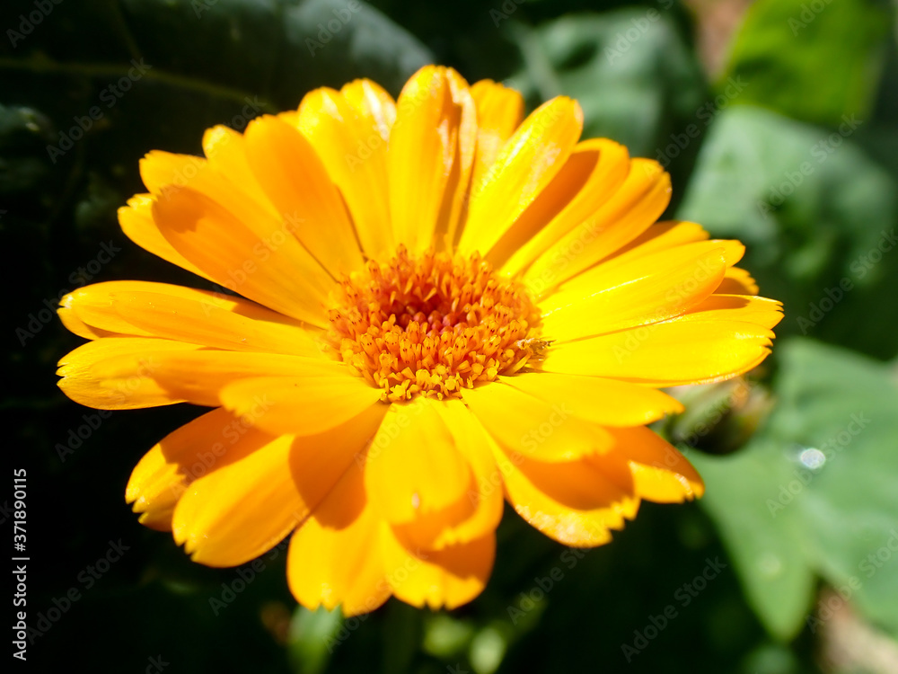 large yellow and orange calendula daisy flower green background in garden large yellow and orange calendula daisy flower green background in garden