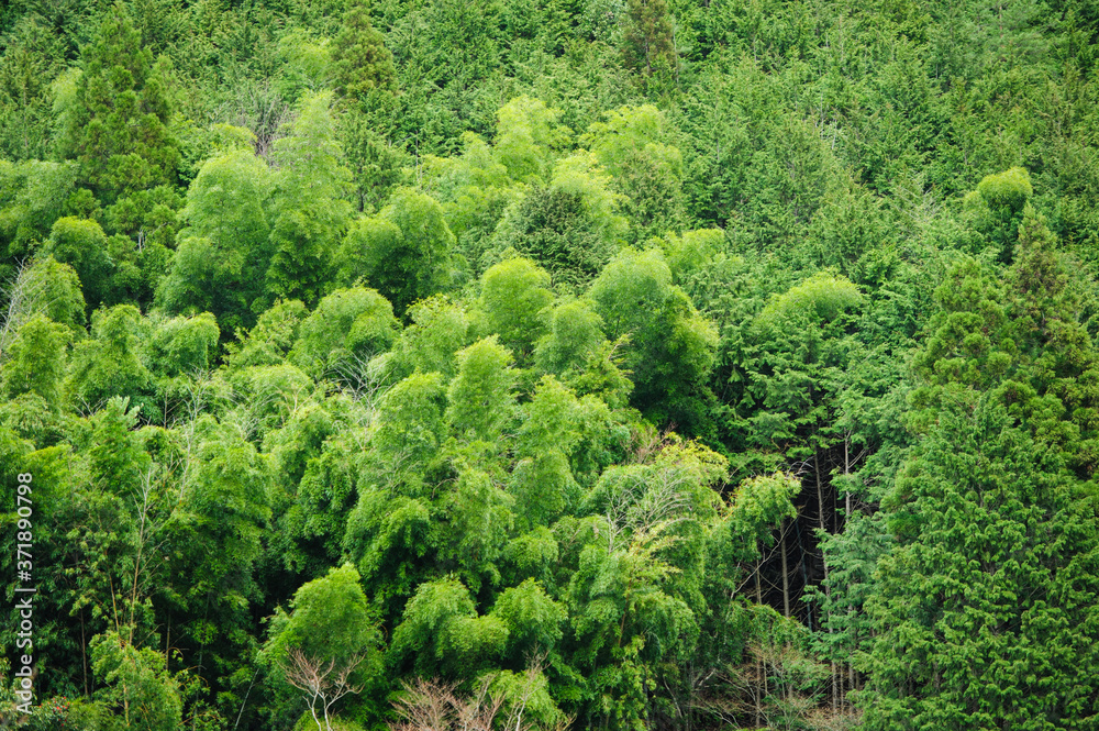 Green cedar trees in the forest Green cedar trees in the forest