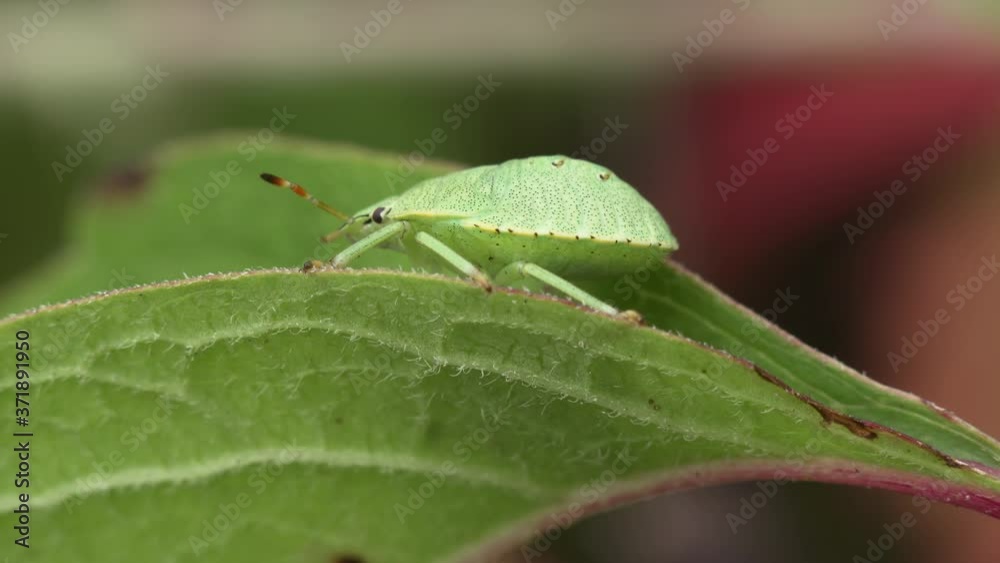Macro shot of Green shield bug (Palomena prasina) sitting on leaf of plant. Macro shot of Green shield bug (Palomena prasina) sitting on leaf of plant.