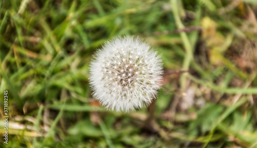 red-seeded dandelion on green background England