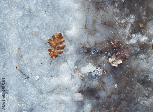 Autumn winter. Maple leaf on a white snow in winter season, hoarfrost. Fall maple leaves on snow, natural background.