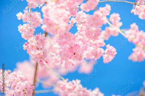 Pink weeping cherry blossoms in full bloom with blue sky. 