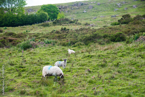 Fototapeta Naklejka Na Ścianę i Meble -  sheep in the field Wales, England