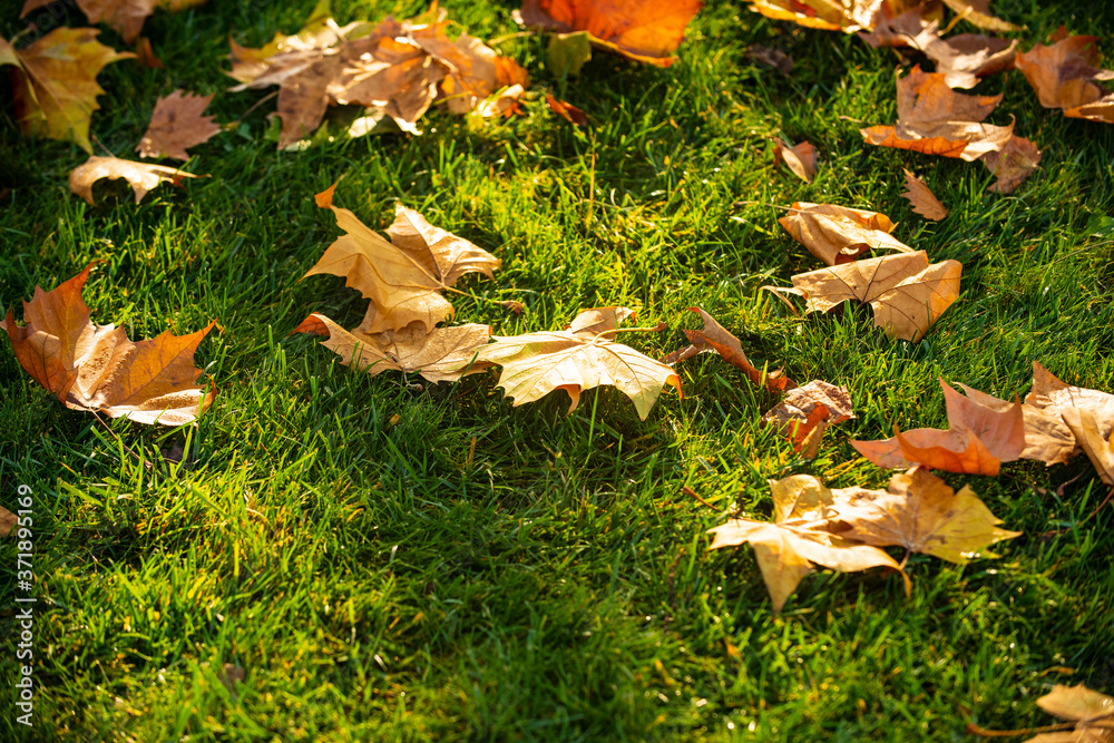 Fallen maple leaves in autumn on grass, autumnal background. Fallen maple leaves in autumn on grass, autumnal background.