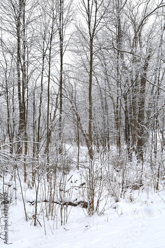 Winter landscape of white snow in the forest