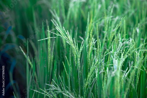 A close up view of a green rice field And surrounded by various species of trees, seen in scenic spots or rural tourism routes, livelihoods for farmers