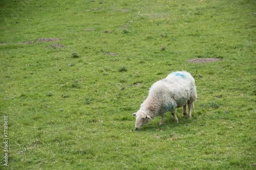 sheep eating in meadow  Wales  England