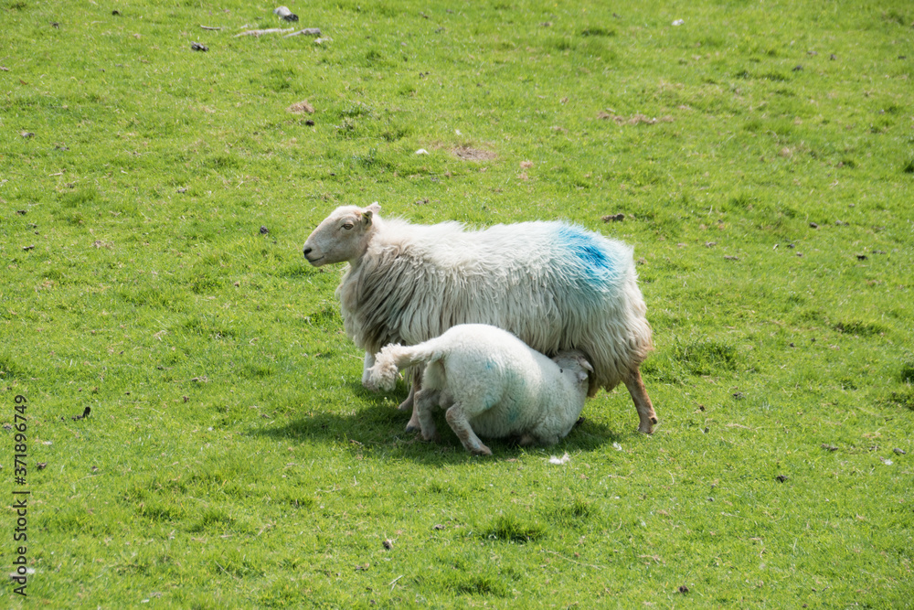 Obraz premium sheep and lamb, Wales, England 