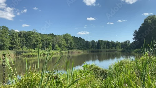 landscape by a Polish lake, a pond surrounded by greenery, reeds of grass and trees photo