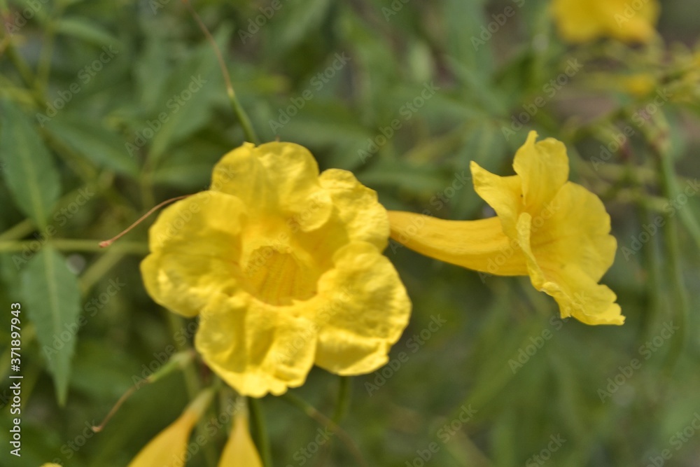 wild yellow flowers, summer tropical flowers wild yellow flowers, summer tropical flowers