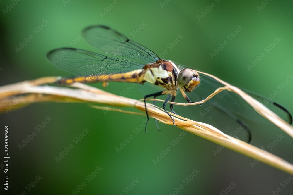A female slate skimmer perches on a twig and it seems as if she's smiling. Apex, North Carolina.