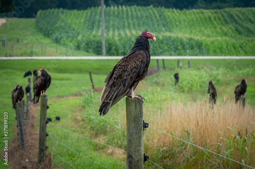 A turkey vulture perches on a post, with other vultures in the background among cornfields. photo