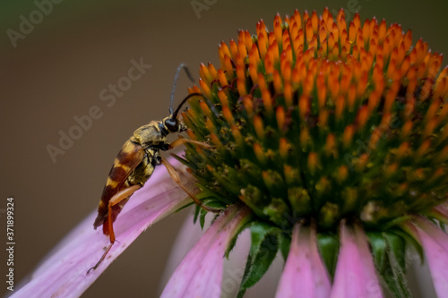 A banded longhorn beetles crawls upon a coneflower. Apex, North Carolina