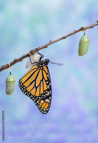 Canvas Print Monarch Butterfly, Danaus plexippuson, drying wings next to three Chrysalides bl