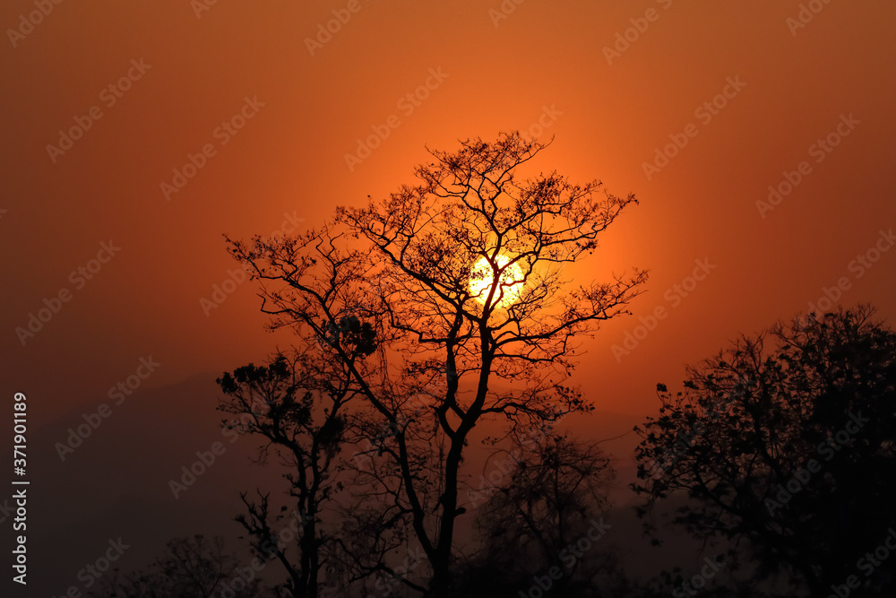 Silhouette of a tree with sun and red and orange sky in the background
