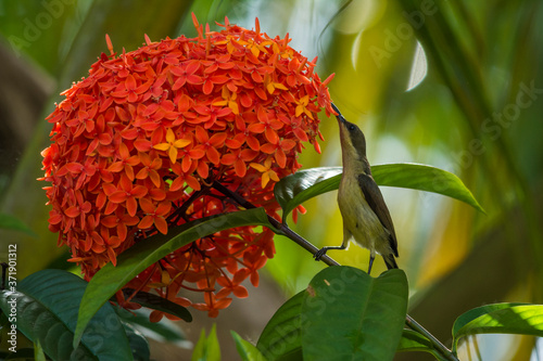 Lotens sunbird photo