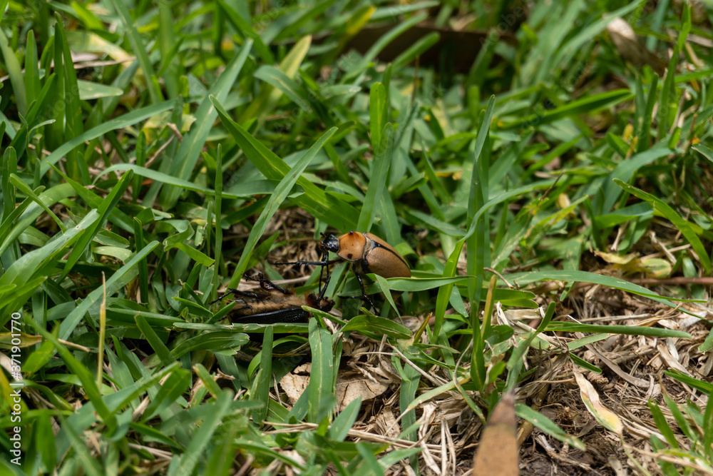 Naklejka premium insect in the grass