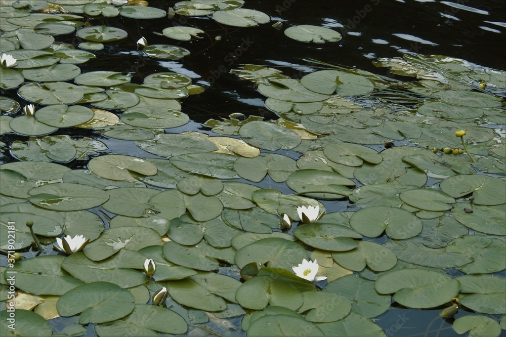water lily in the pond water lily in the pond