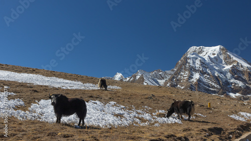 A group of yaks standing and grazing on the meadows in high altitude at North Sikkim India photo