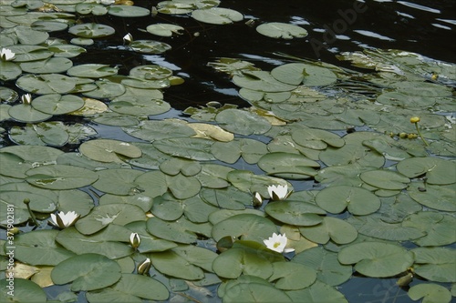 water lily in the pond