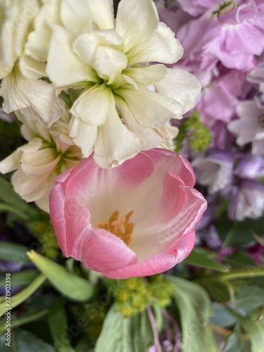 Fototapeta Naklejka Na Ścianę i Meble -  flower closeup