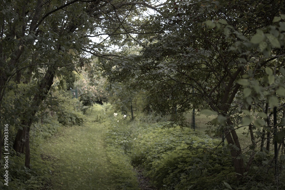 Obraz premium trees in the forest