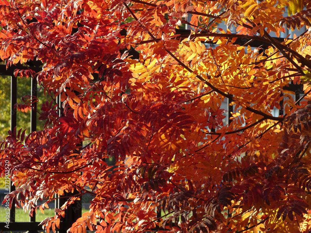 bright red and yellow autumn rowan leaves on the background of the sky, forest autumn background bright red and yellow autumn rowan leaves on the background of the sky, forest autumn background