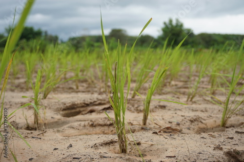 A growing young rice plant.