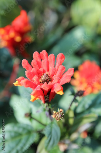 Focus on a red flower with the sunlight in the garden