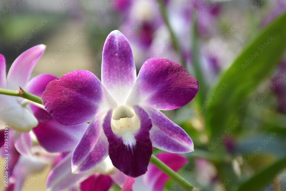Naklejka premium purple orchid flower