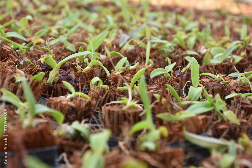 nature sapling orchid
