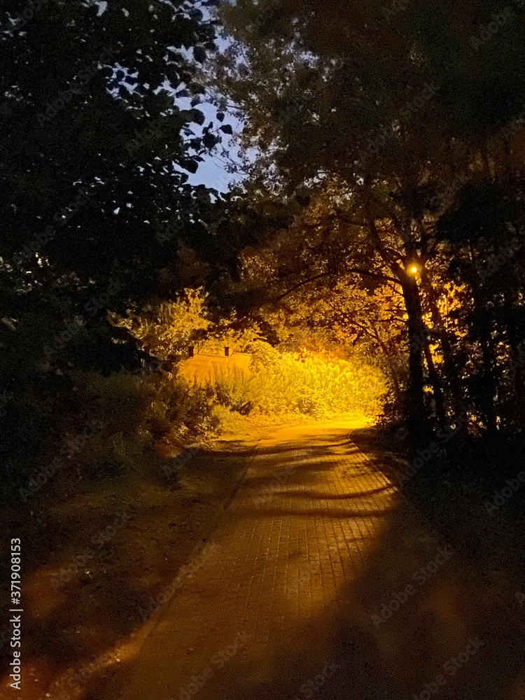 Obraz premium sunset in the forest