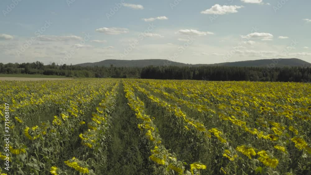Rows of Sunflowers blossom in field stretching for acres, Leading lines. Dolly left to right Rows of Sunflowers blossom in field stretching for acres, Leading lines. Dolly left to right
