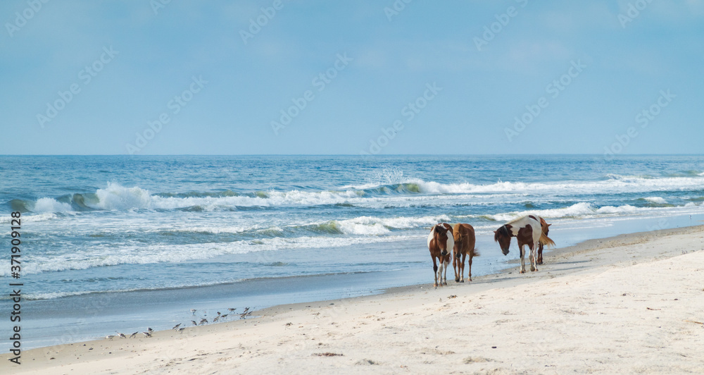 Ponies on the coast in Assateague state park Ponies on the coast in Assateague state park