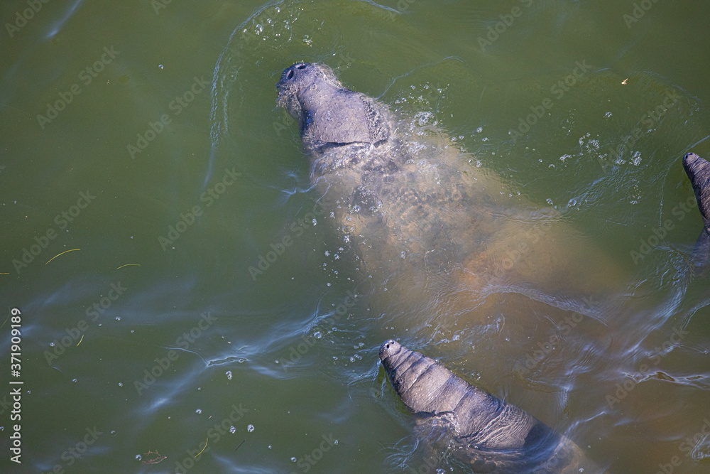 Obraz premium mammal sea swimming manati con gemelos wildlife