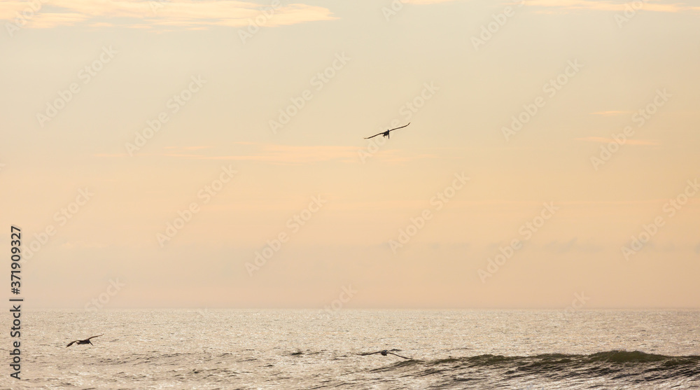 Brown Pelicans in Assateague state park