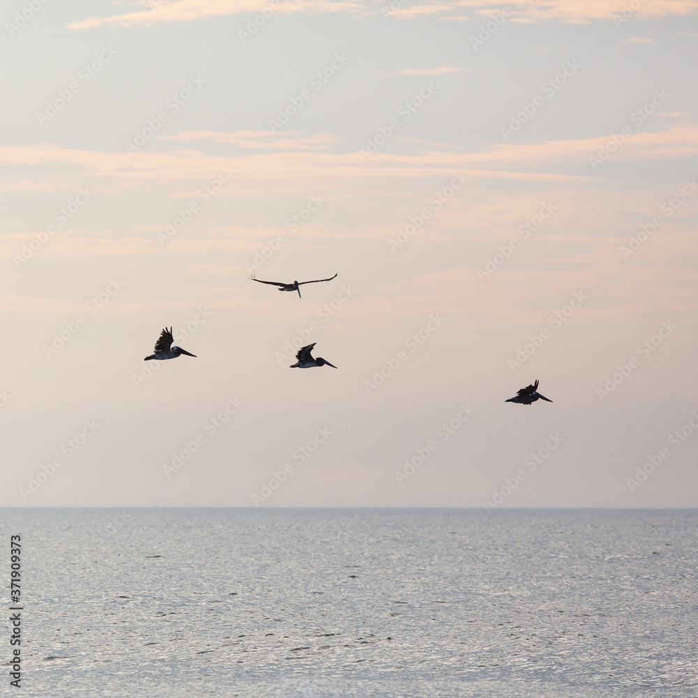 Brown Pelicans in Assateague state park