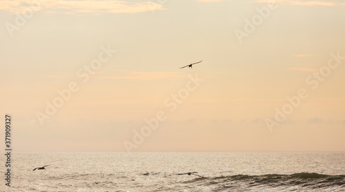 Brown Pelicans in Assateague state park