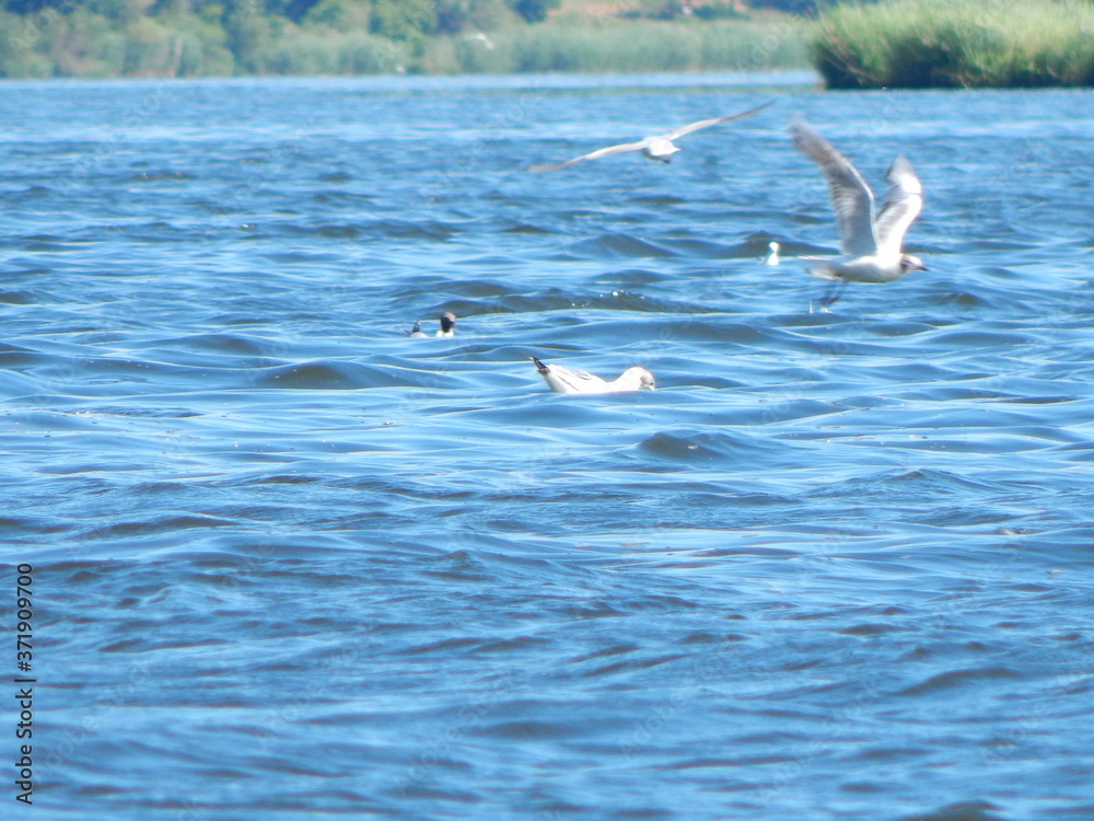 seagulls in flight