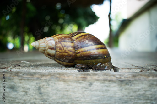 Snail walking on the wooden table