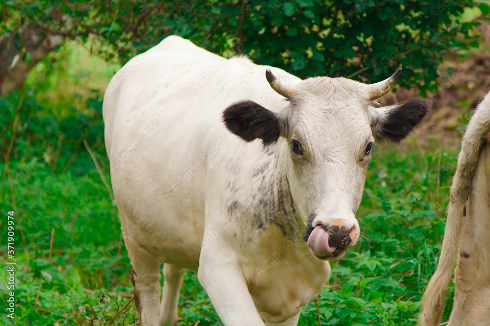 cow grazing on a green meadow. large horned livestock eats the grass. animals close up. Concept of meat products, agriculture, life in nature, organization for the protection of animals